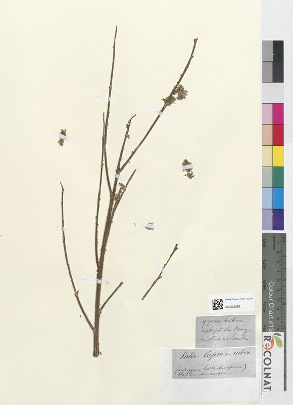 Salix caprea (Salicaceae)