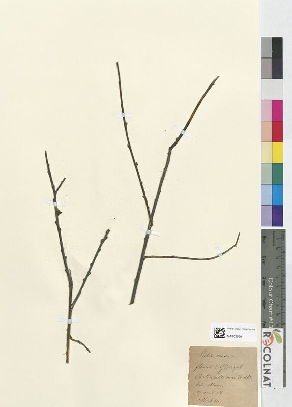 Salix cinerea (Salicaceae)