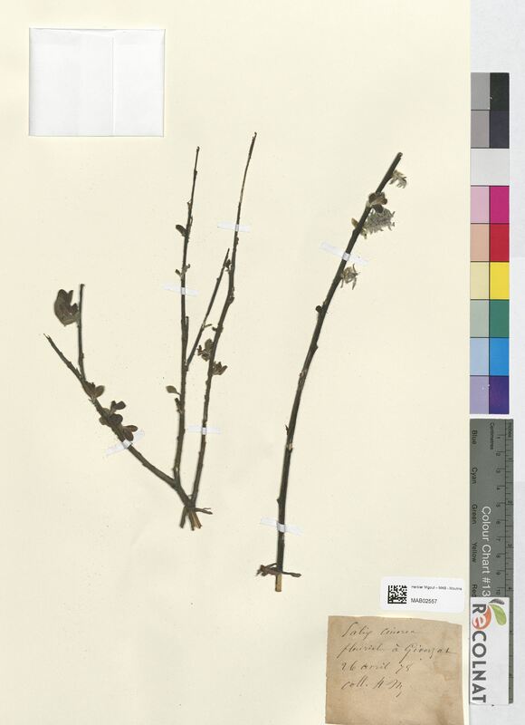 Salix cinerea (Salicaceae)