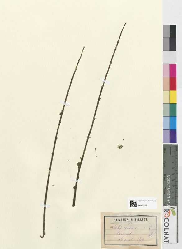 Salix cinerea (Salicaceae)