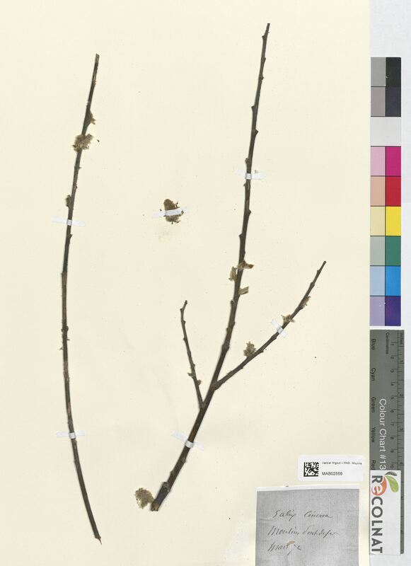 Salix cinerea (Salicaceae)