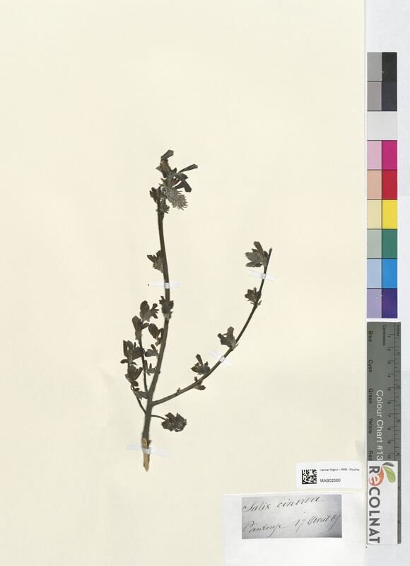 Salix cinerea (Salicaceae)