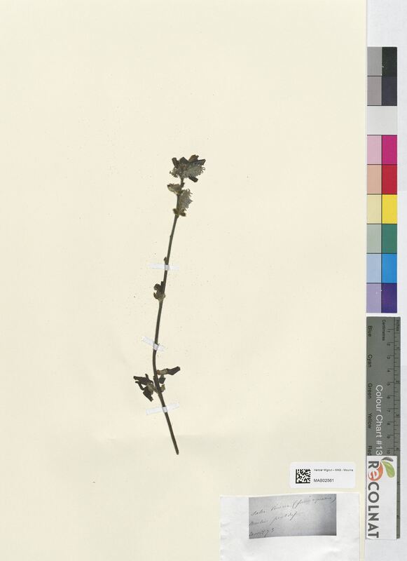 Salix cinerea (Salicaceae)