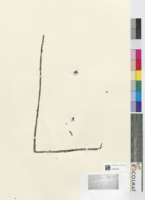 Salix cinerea (Salicaceae)