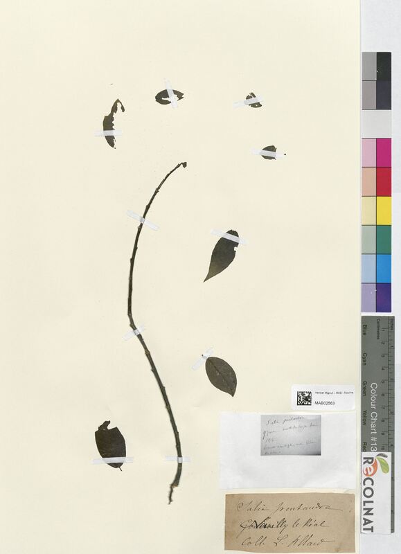 Salix pentandra (Salicaceae)