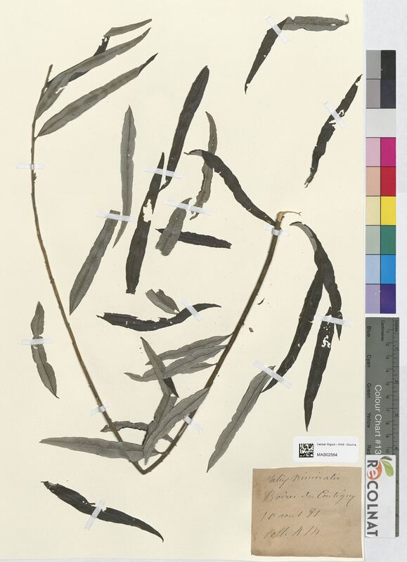 Salix viminalis (Salicaceae)