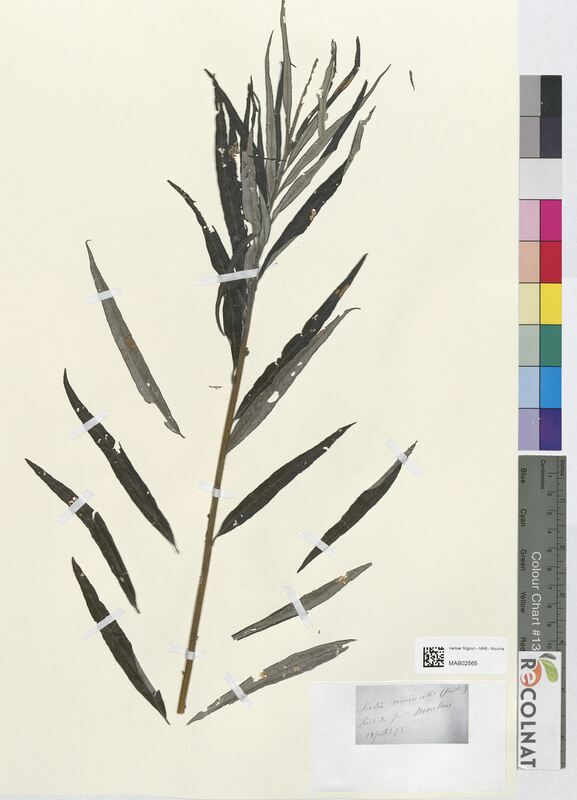 Salix viminalis (Salicaceae)