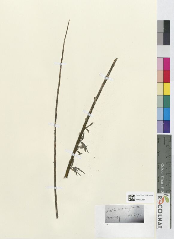 Salix rubra (Salicaceae)