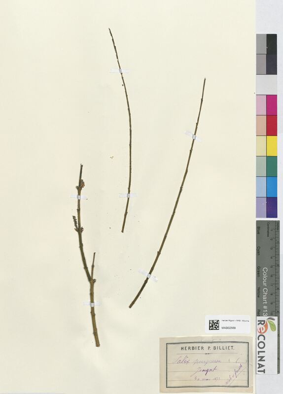 Salix purpurea (Salicaceae)