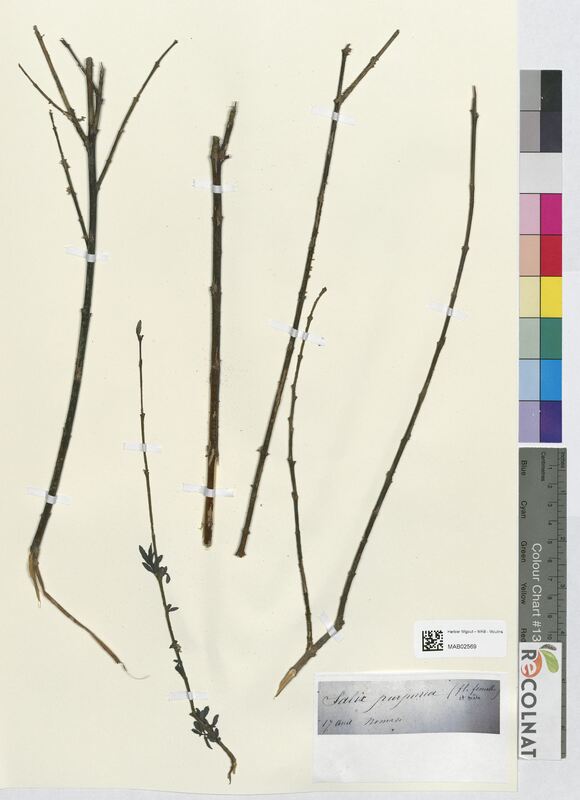 Salix purpurea (Salicaceae)