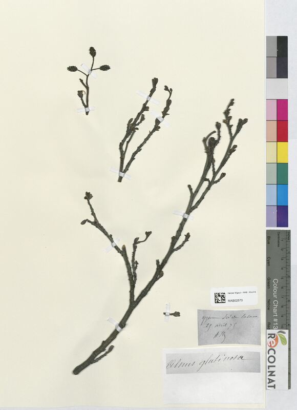 Alnus glutinosa (Betulaceae)