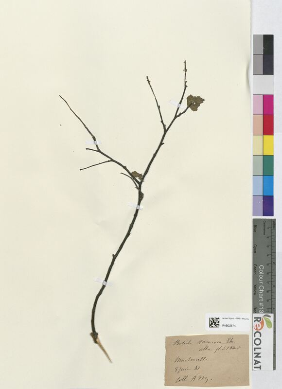 Betula alba (Betulaceae)
