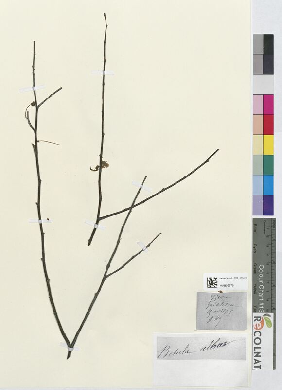Betula alba (Betulaceae)