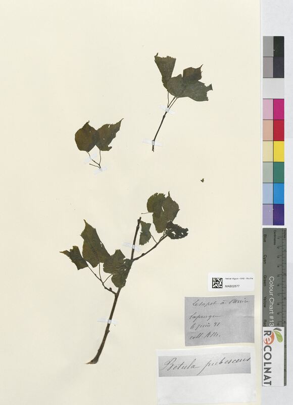 Betula pubescens (Betulaceae)