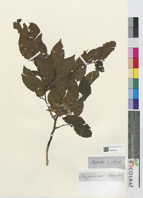 Carpinus betulus (Betulaceae)