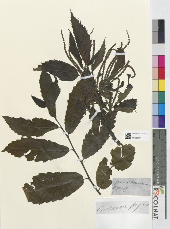 Castanea fagus (Fagaceae)