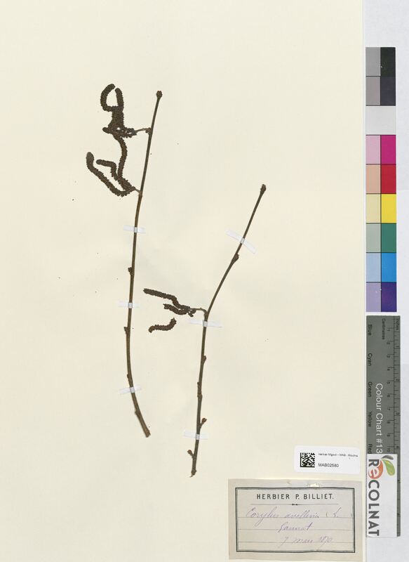 Corylus avellana (Betulaceae)