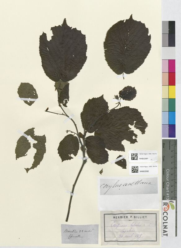 Corylus avellana (Betulaceae)