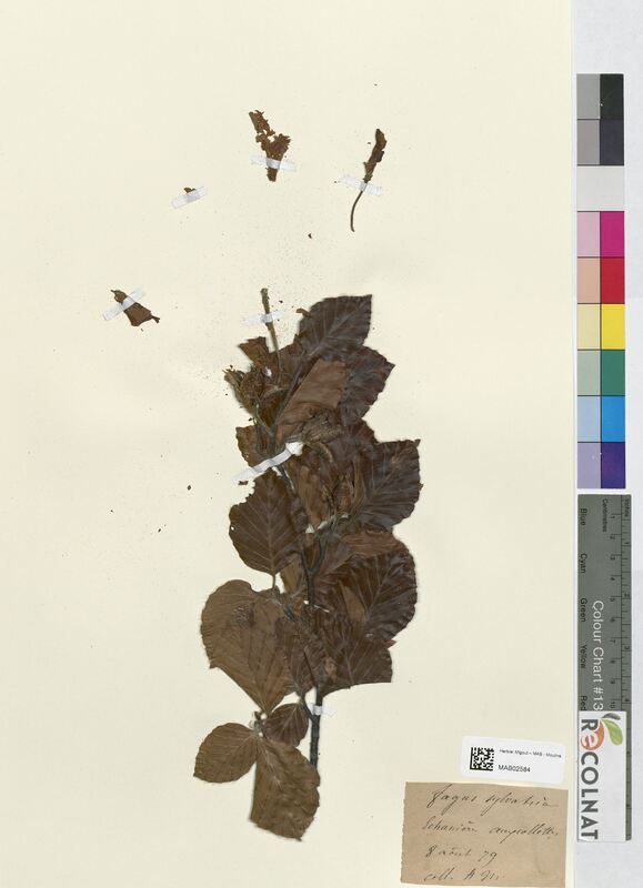 Fagus sylvatica (Fagaceae)