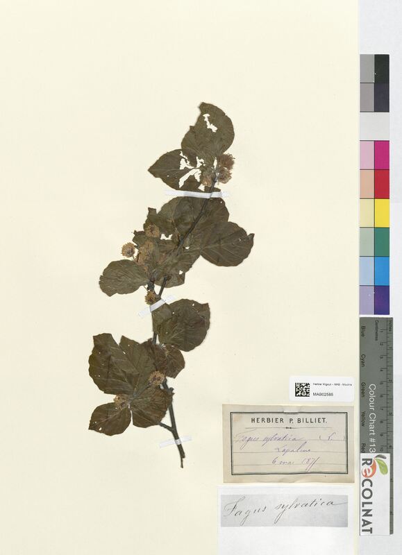 Fagus sylvatica (Fagaceae)