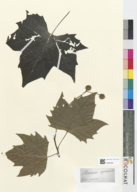 Platanus orientalis (Platanaceae)