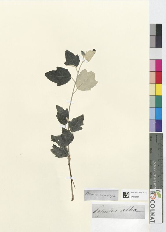Populus alba (Salicaceae)