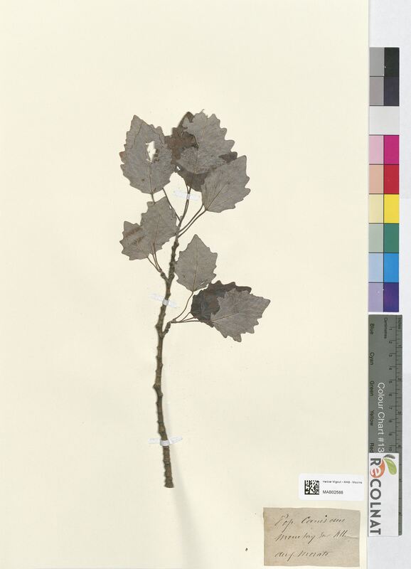 Populus canescens (Salicaceae)