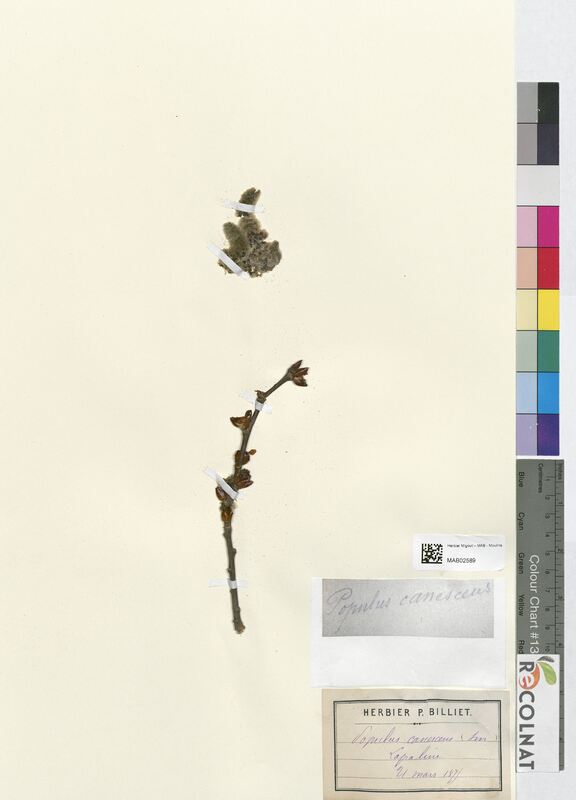 Populus canescens (Salicaceae)