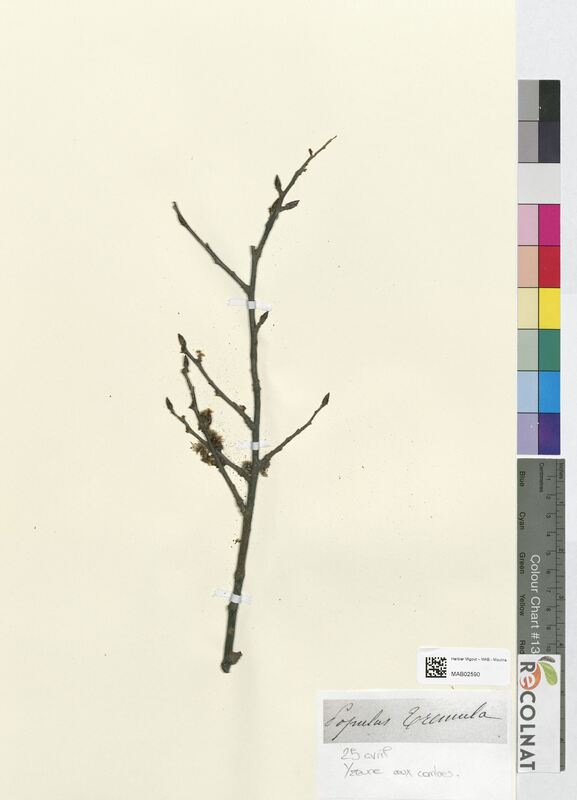 Populus tremula (Salicaceae)