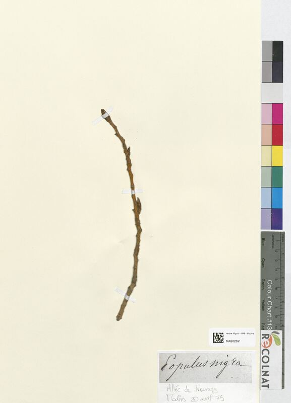 Populus nigra (Salicaceae)