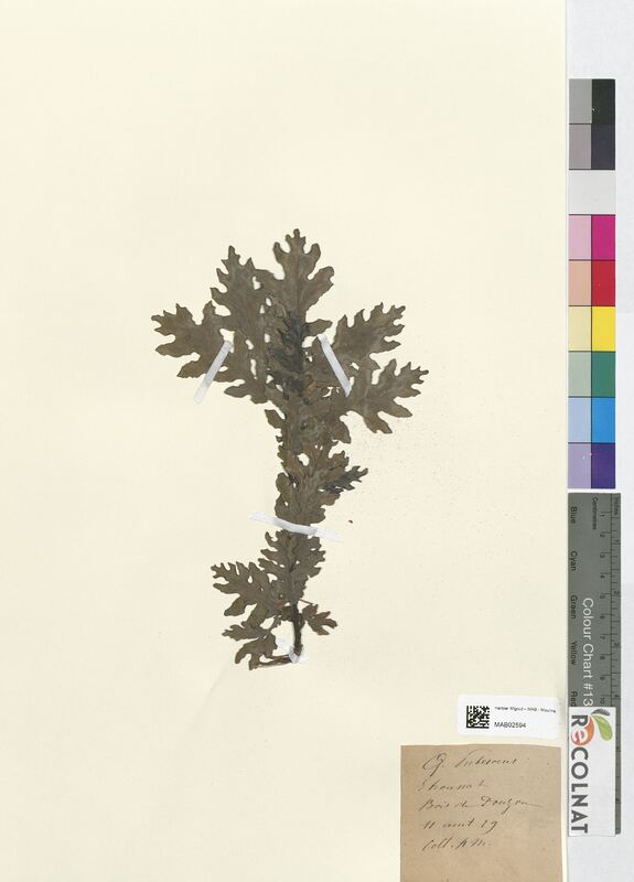 Quercus pubescens (Fagaceae)