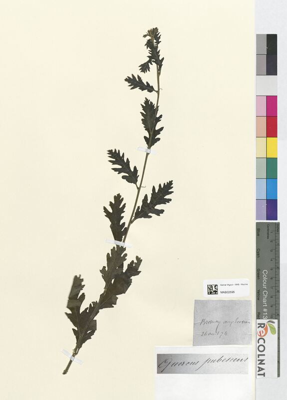 Quercus pubescens (Fagaceae)