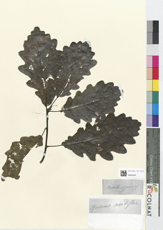 Quercus sessiliflora (Fagaceae)