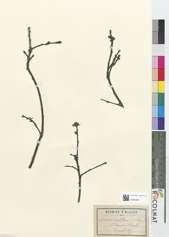 Quercus sessilliflorus (Fagaceae)