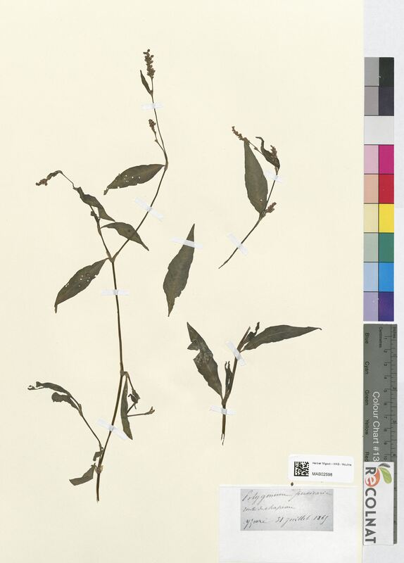Polygonum perticaria (Polygonaceae)