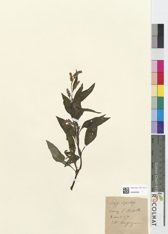 Polygonum lapathifolium (Polygonaceae)