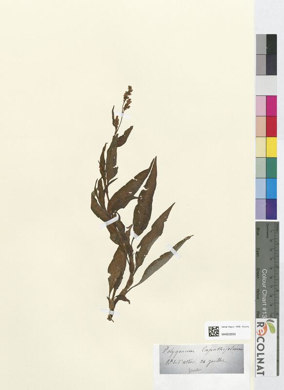Polygonum lapathifolium (Polygonaceae)