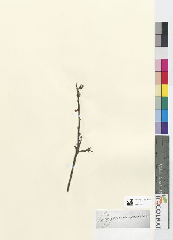 Polygonum minus (Polygonaceae)