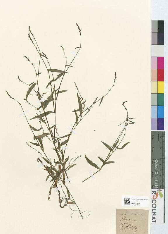 Polygonum minus (Polygonaceae)