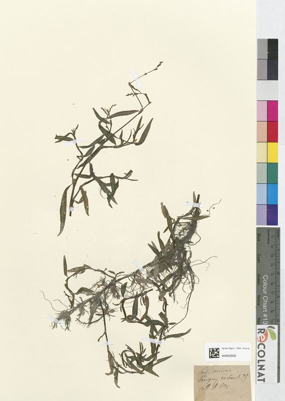 Polygonum minus (Polygonaceae)