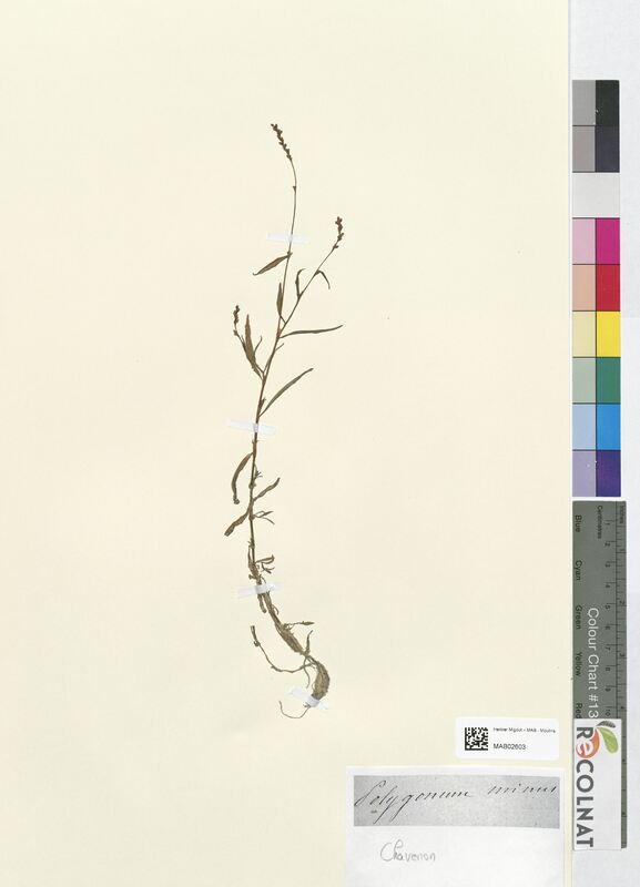 Polygonum minus (Polygonaceae)