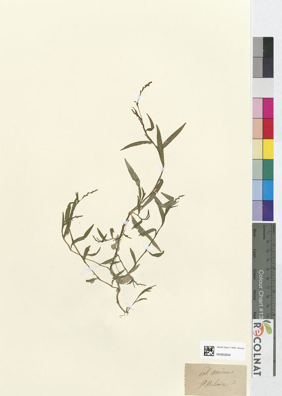 Polygonum minus (Polygonaceae)