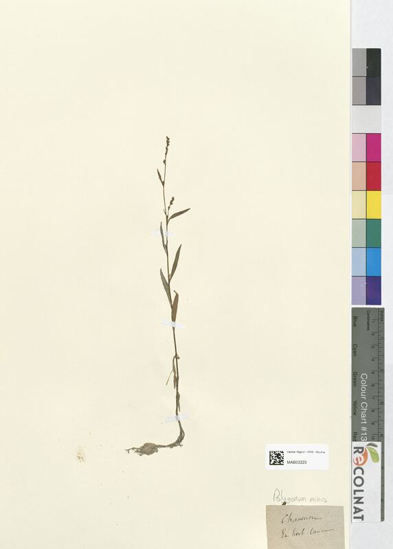 Polygonum minus (Polygonaceae)