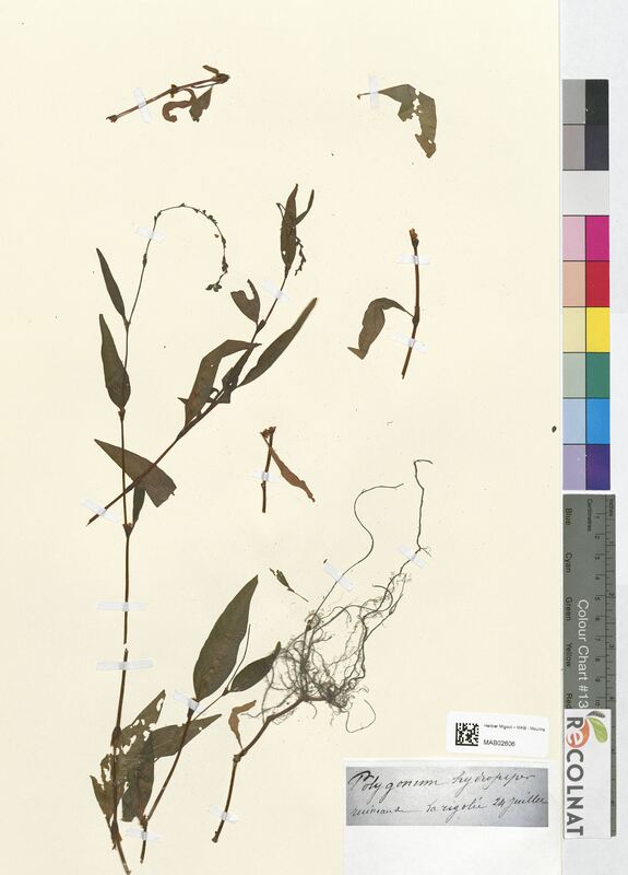 Polygonum hydropiper (Polygonaceae)