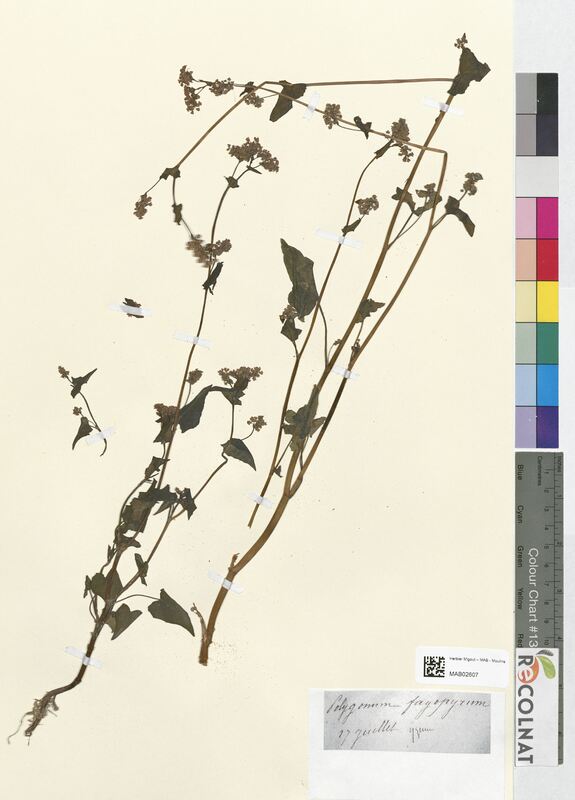 Polygonum fagopyrum (Polygonaceae)