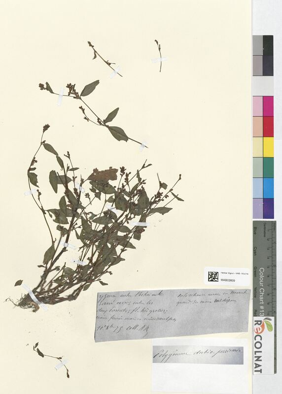 Polygonum dubio-persicaria (Polygonaceae)
