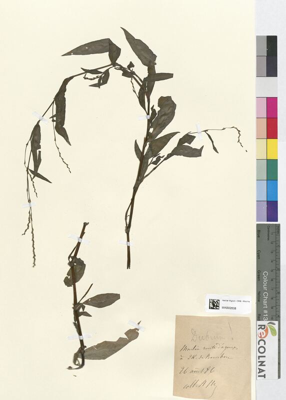 Polygonum dubium (Polygonaceae)