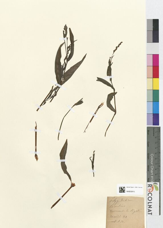 Polygonum dubium (Polygonaceae)