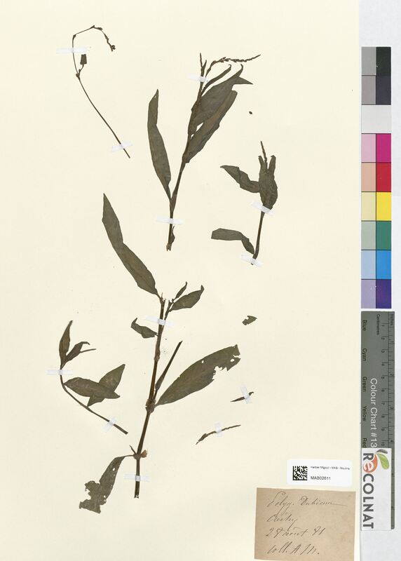 Polygonum dubium (Polygonaceae)