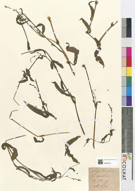 Polygonum dubium (Polygonaceae)